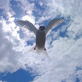  Michael Sadler - Arctic Tern Threat